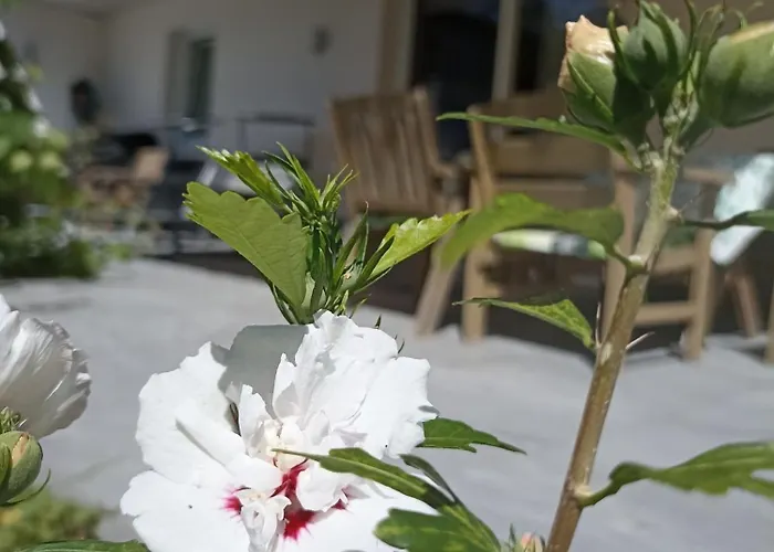 Beim Orgeler * 菲根